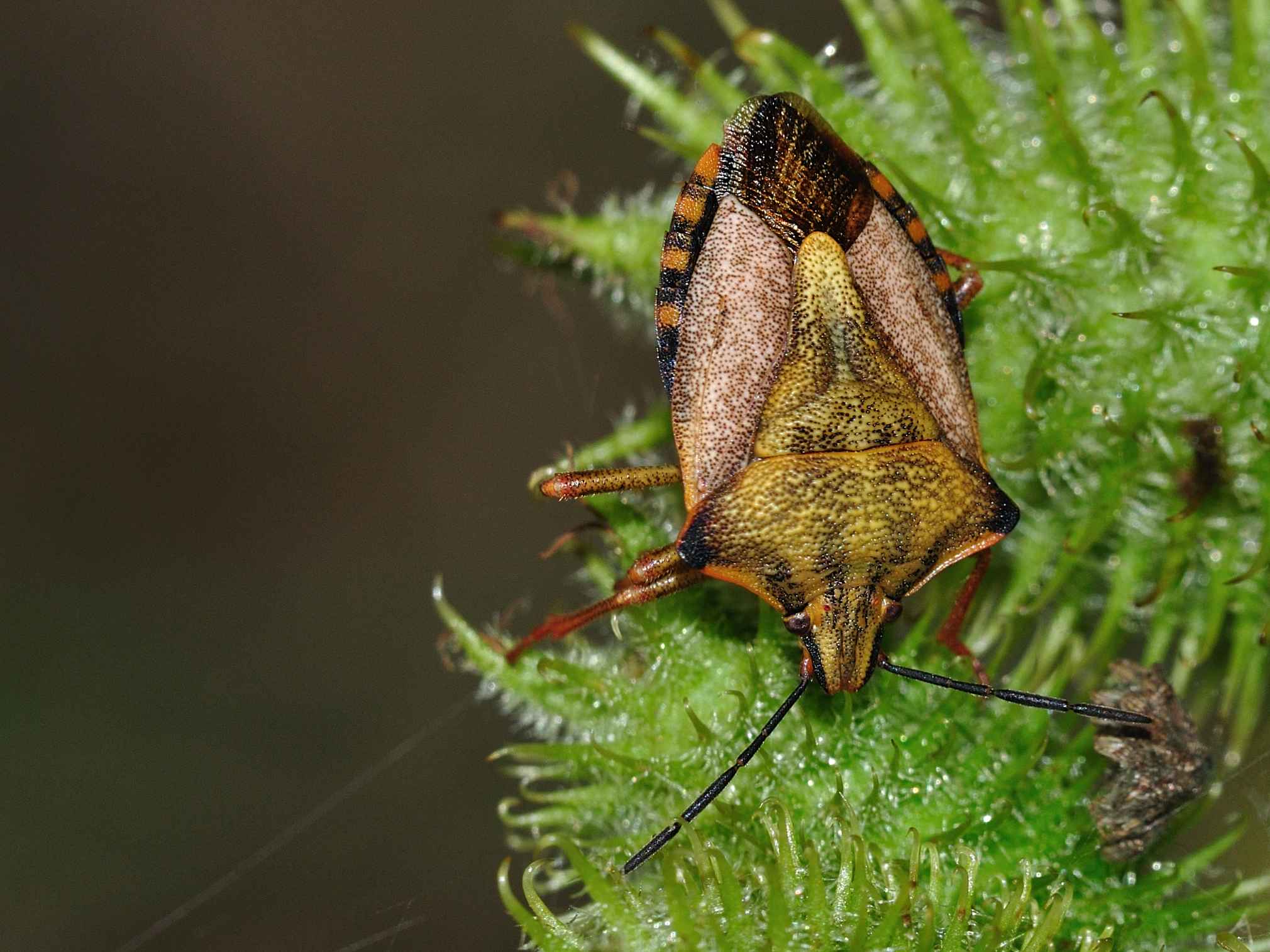 Carpocoris purpureipennis (AQ) e C.mediterraneus (Roma)